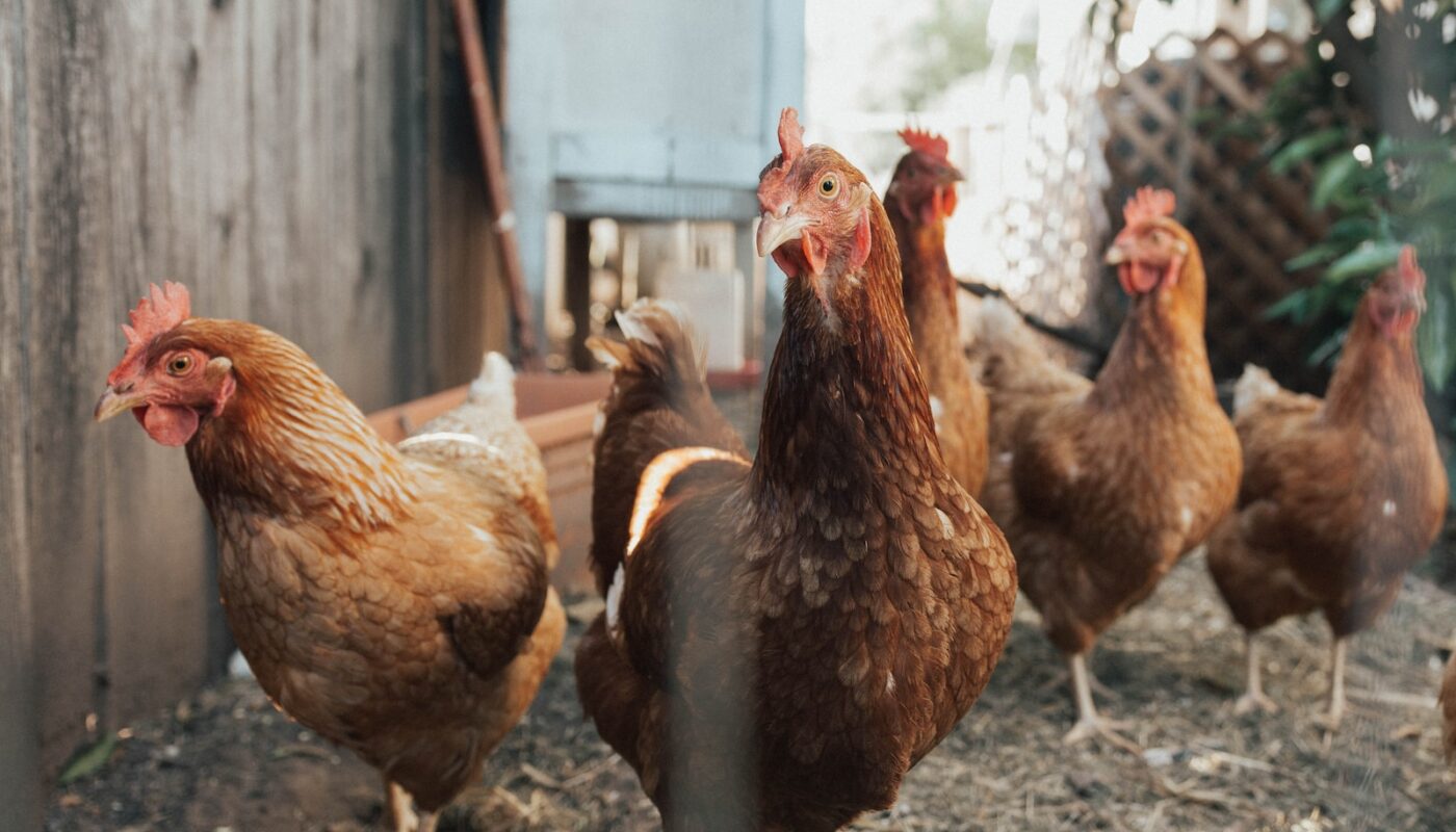 five brown hens on ground beside fence