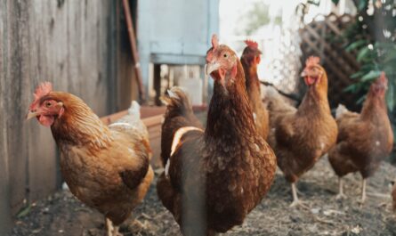 five brown hens on ground beside fence