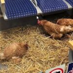 Hühner im Zug, Köln