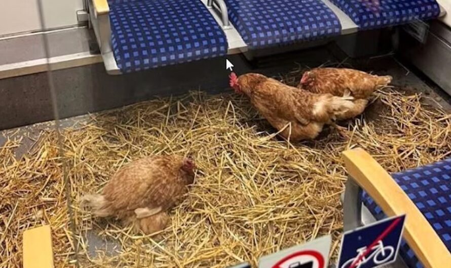 Fluffige Fahrgäste: Hühner erobern Kölner S-Bahn