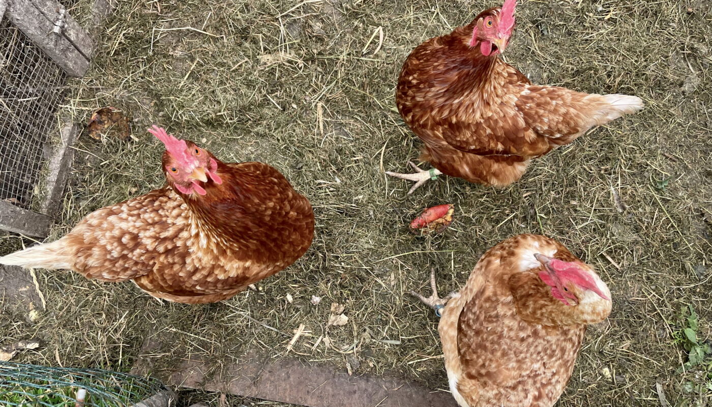 Für Hühner und anderes Geflügel gilt im Landkreis Aurich ab Donnerstag eine Stallpflicht. © Hauke Eilers-Buchta