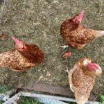 Stallpflicht für Geflügel im Landkreis Aurich – was Halter jetzt wissen müssen Für Hühner und anderes Geflügel gilt im Landkreis Aurich ab Donnerstag eine Stallpflicht. © Hauke Eilers-Buchta