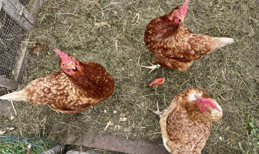 Stallpflicht für Geflügel im Landkreis Aurich – was Halter jetzt wissen müssen