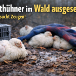 Hühner in Löningen ausgesetzt. Symbolbild: ChatGPT/KI