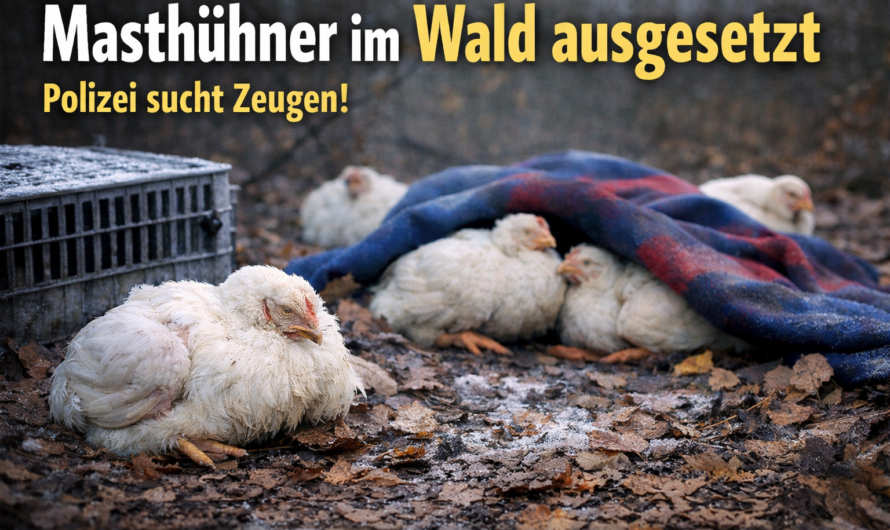 Masthühner in Löningen im Wald ausgesetzt – Polizei bittet um Hinweise